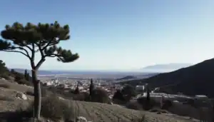 a tree on a hill with a city in the background