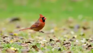 a bird flying in the air